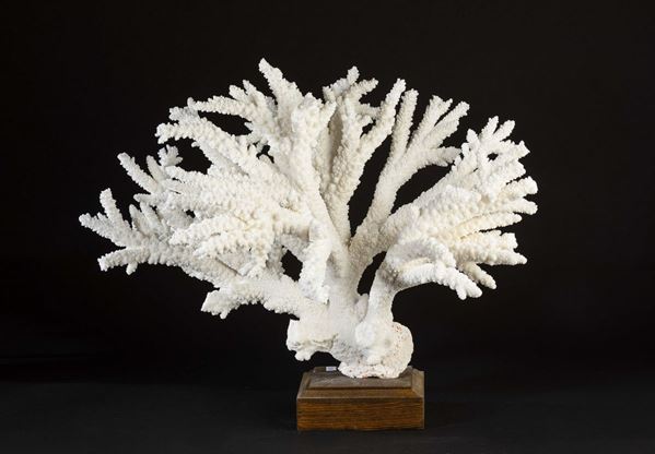 Corallo bianco