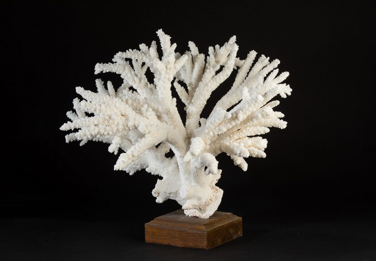 Corallo Bianco