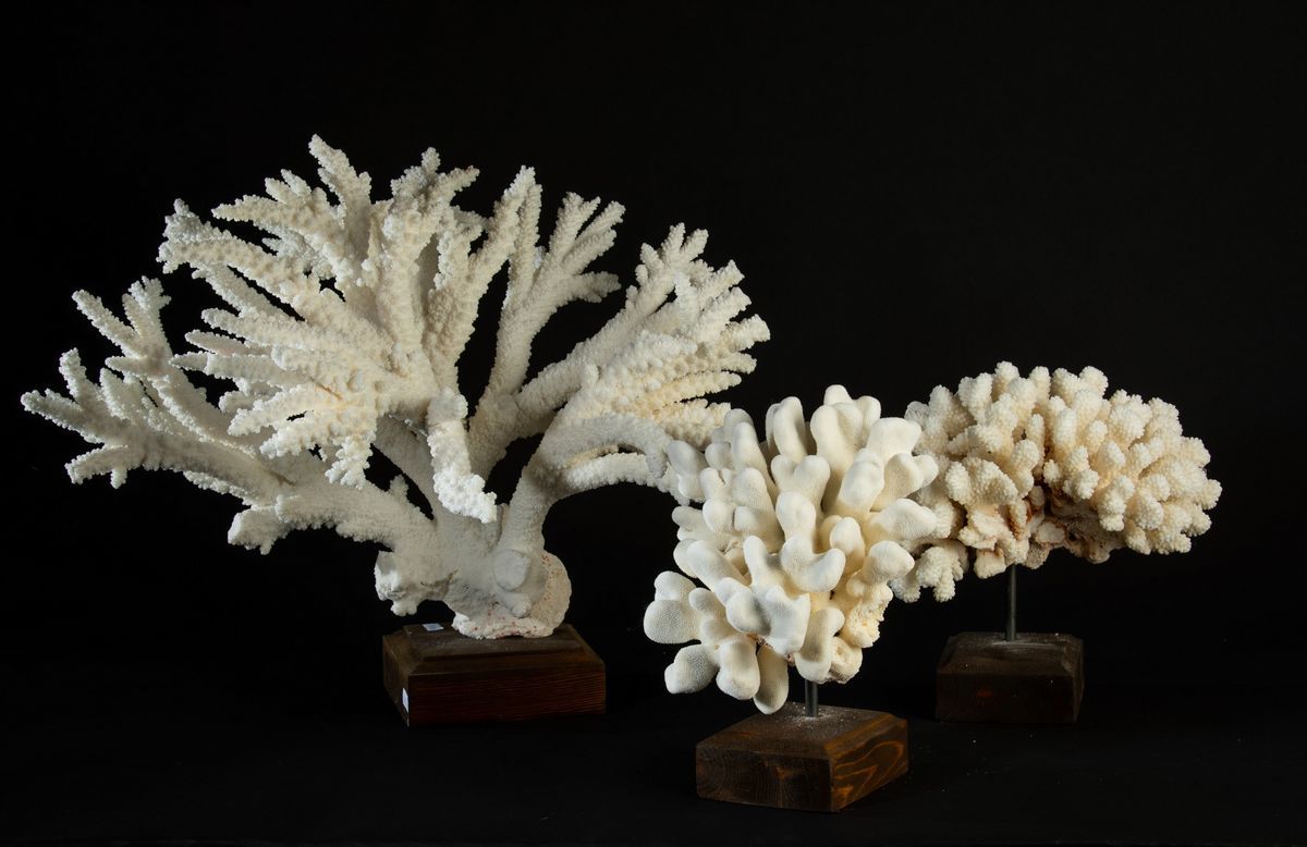 Corallo Bianco