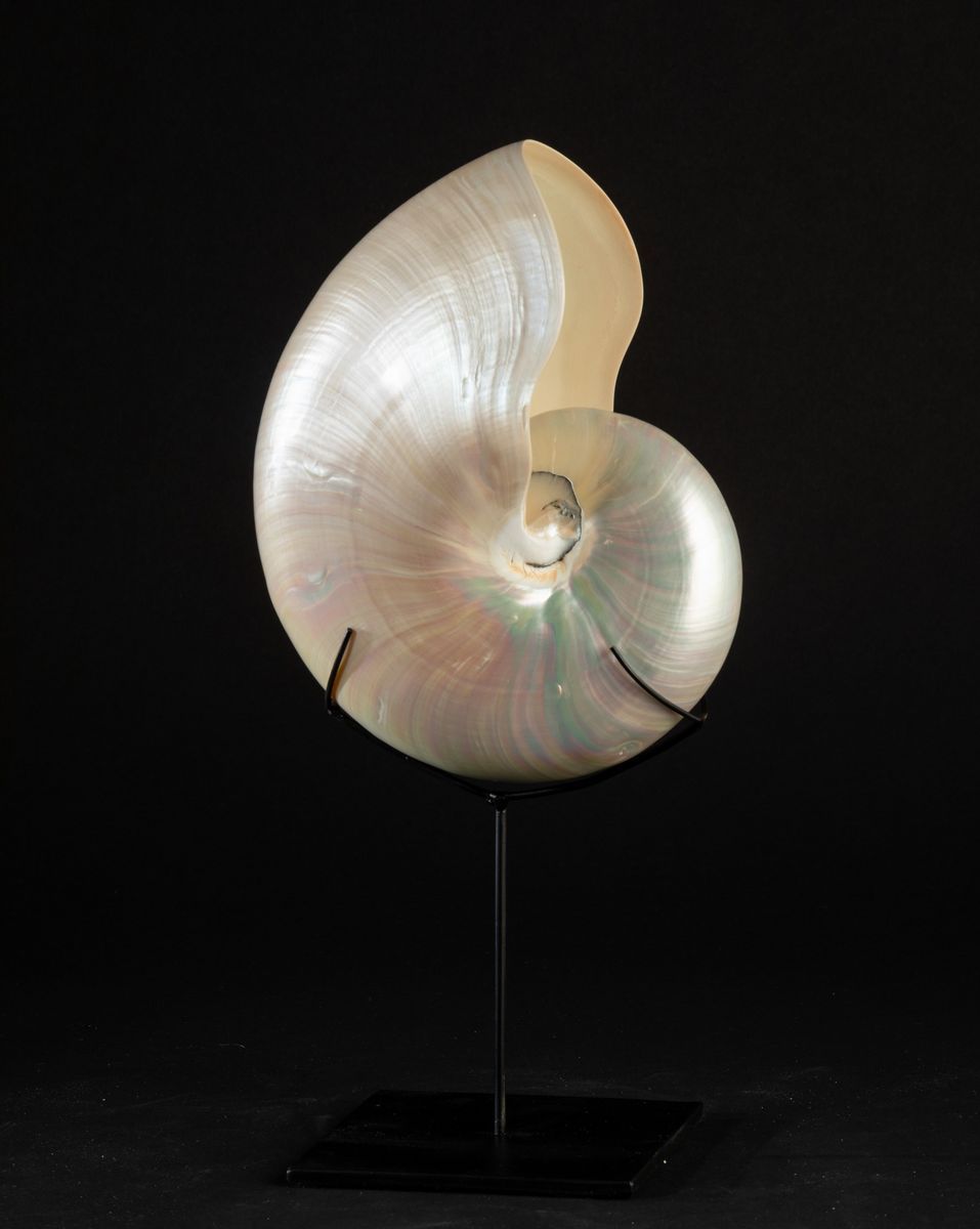 Nautilo