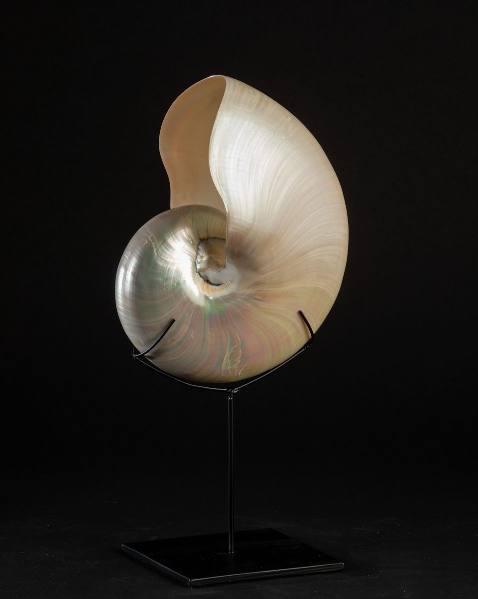 Nautilo