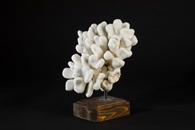 Corallo Bianco