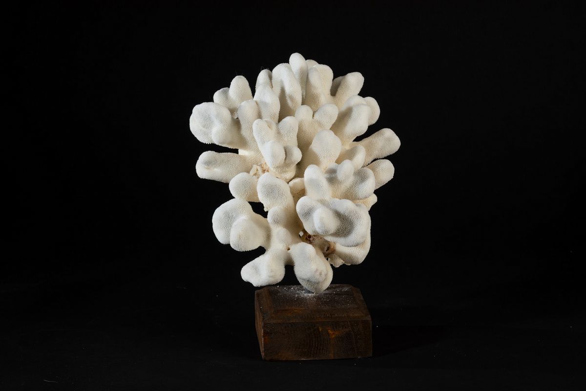 Corallo Bianco