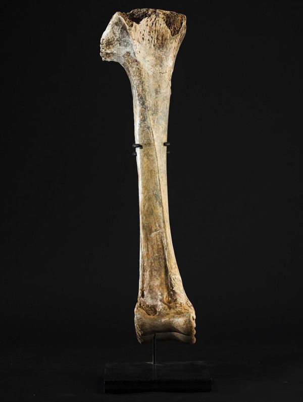 A rare elephant-bird bone