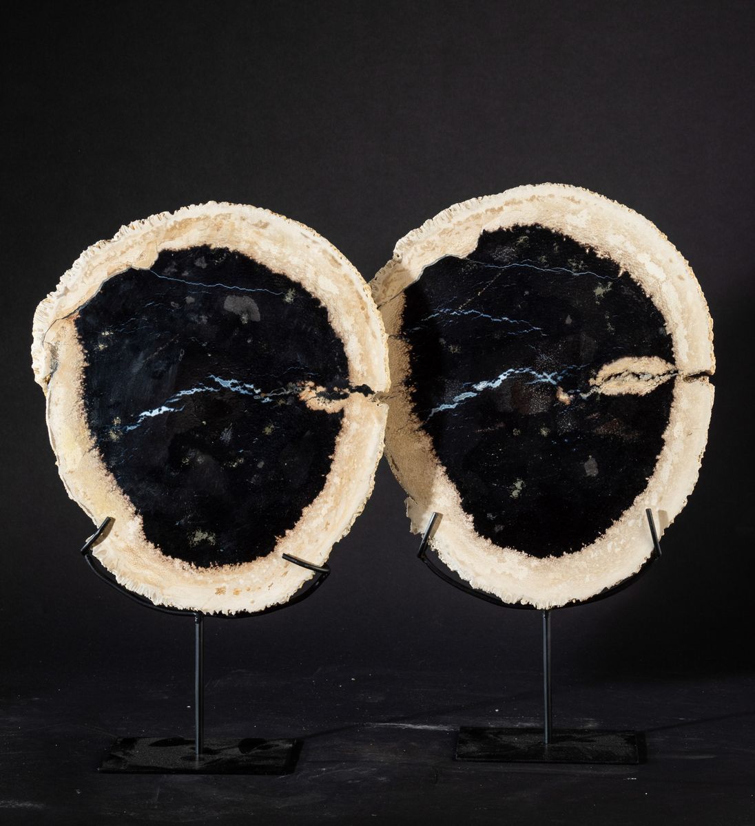Coppia di Legno Fossile di Palma