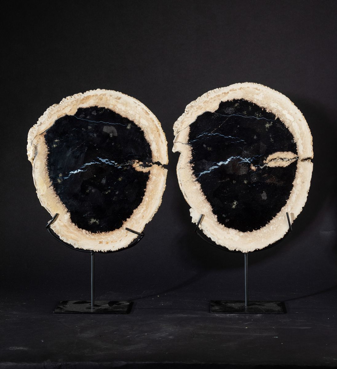 Coppia di Legno Fossile di Palma