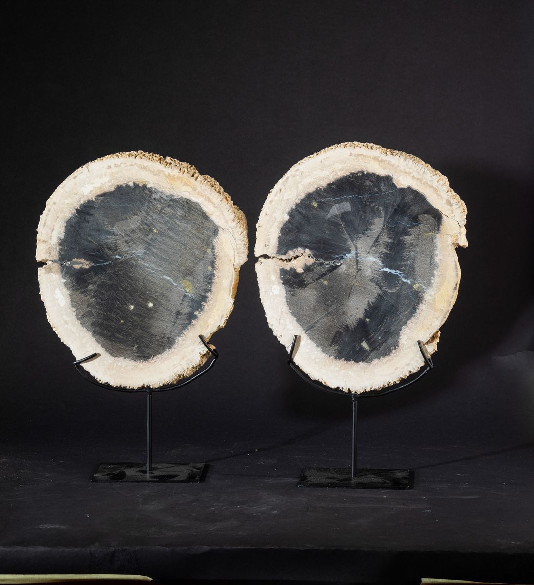 Coppia di Legno Fossile di Palma
