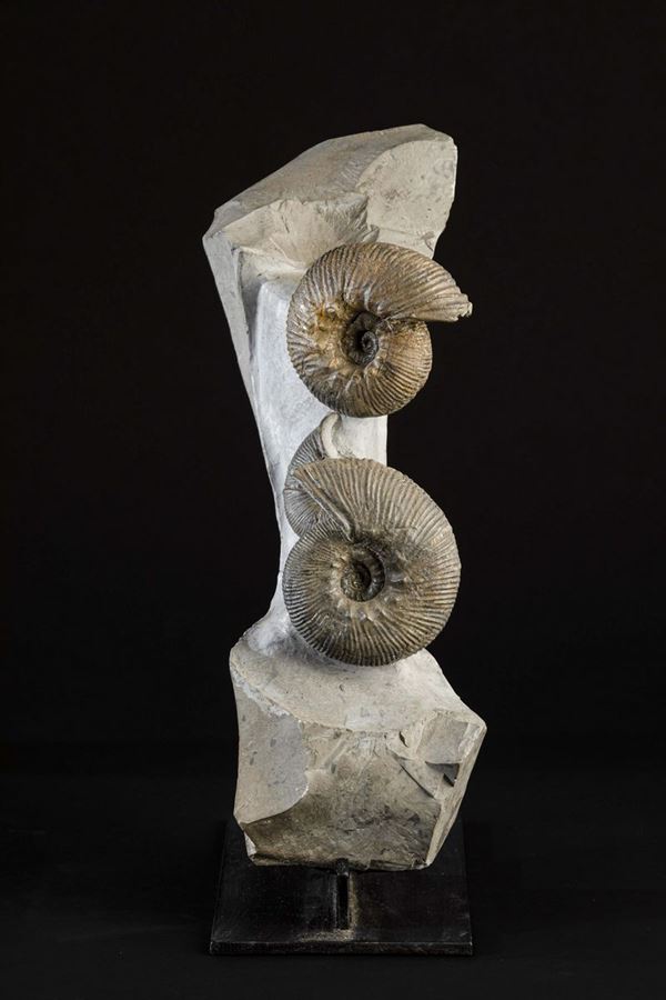 A group of ammonites