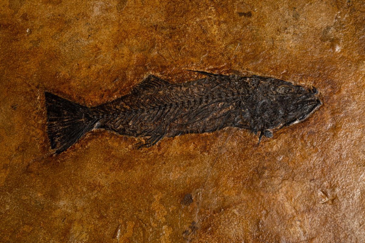 Tavolino con Lastra Fossile