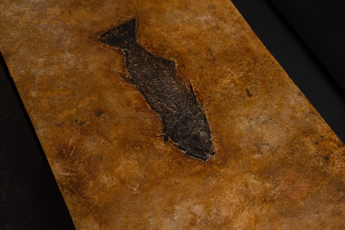 Tavolino con Lastra Fossile