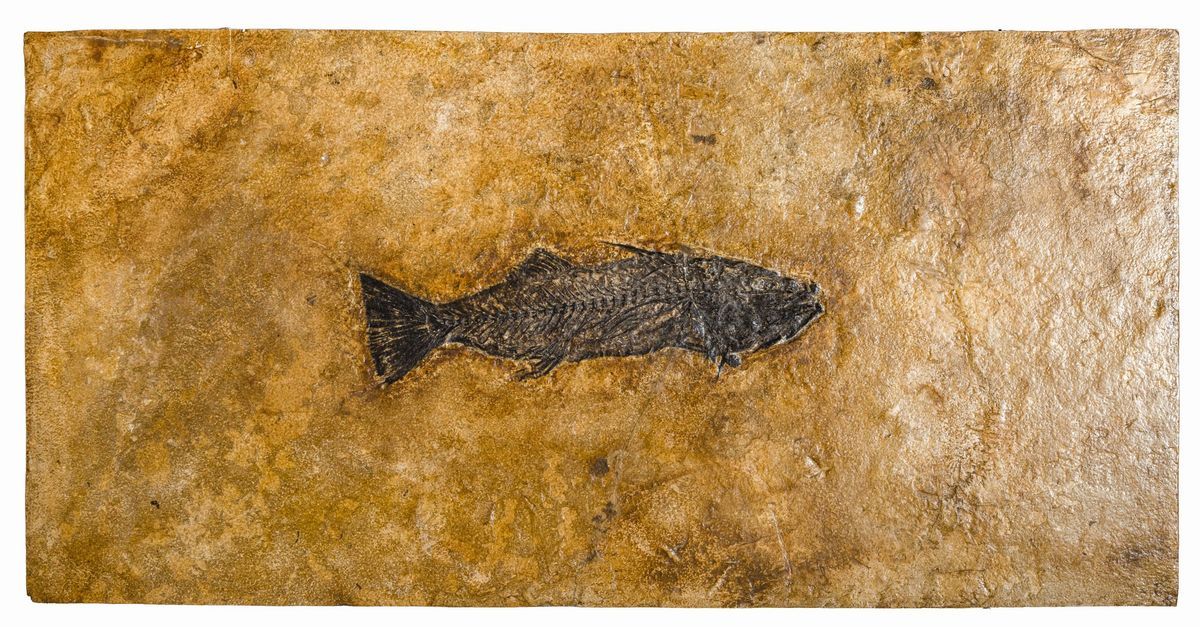 Tavolino con Lastra Fossile