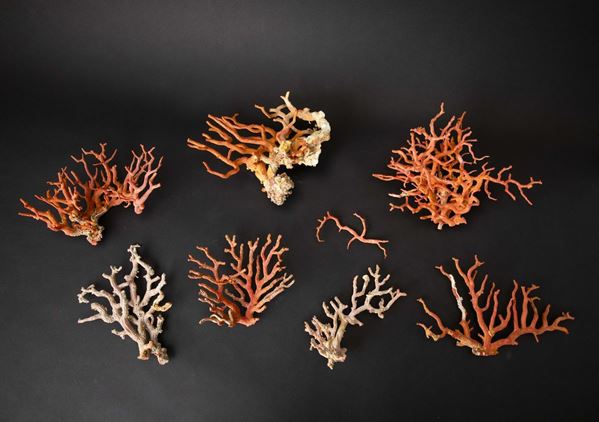 Coral lot
