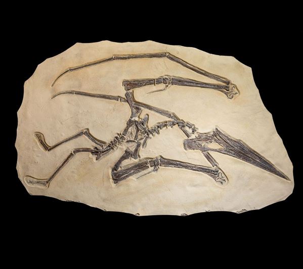 Modello scientifico di Pteranodonte