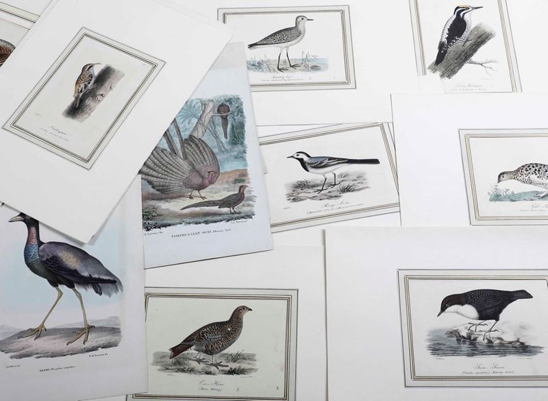 Ornitologia - litgrafia a colori  - Auction Timed Auction | Antique Books, Prints, Engravings and Maps - Cambi Casa d'Aste
