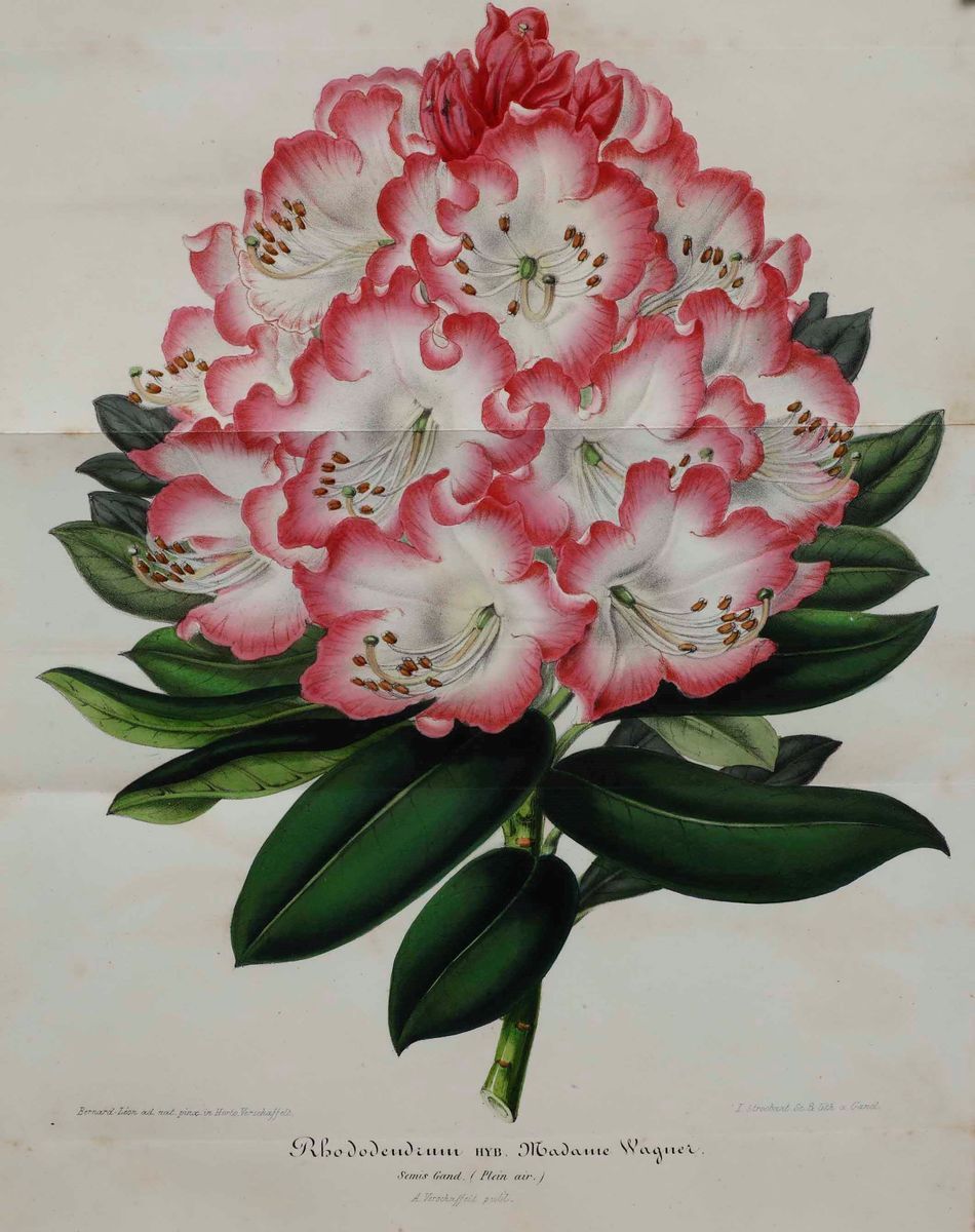 Casimir Magnat - Traité Du Langage Symbolique, Emblematique Et Religieux Des Fleurs, Paris, A. To...