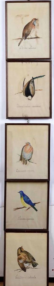 Lotto di 5 stampe a tema ornitologico  - Auction Antique July | Cambi Time - Cambi Casa d'Aste