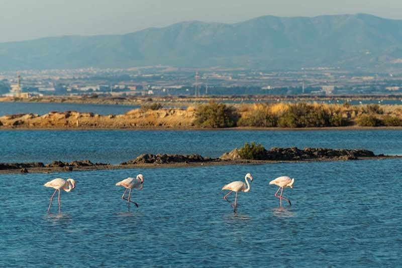 Visita Esclusiva alle Saline Conti Vecchi, Assemini (ca)fai - Fondo per L'ambiente Italiano