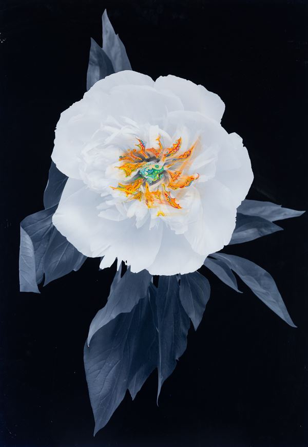 Senza titolo (Peonia)