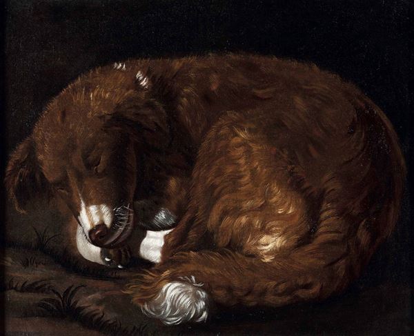 Scuola italiana del XVIII secolo Ritratto di cane dormiente