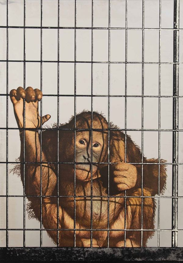 Scimmia in gabbia