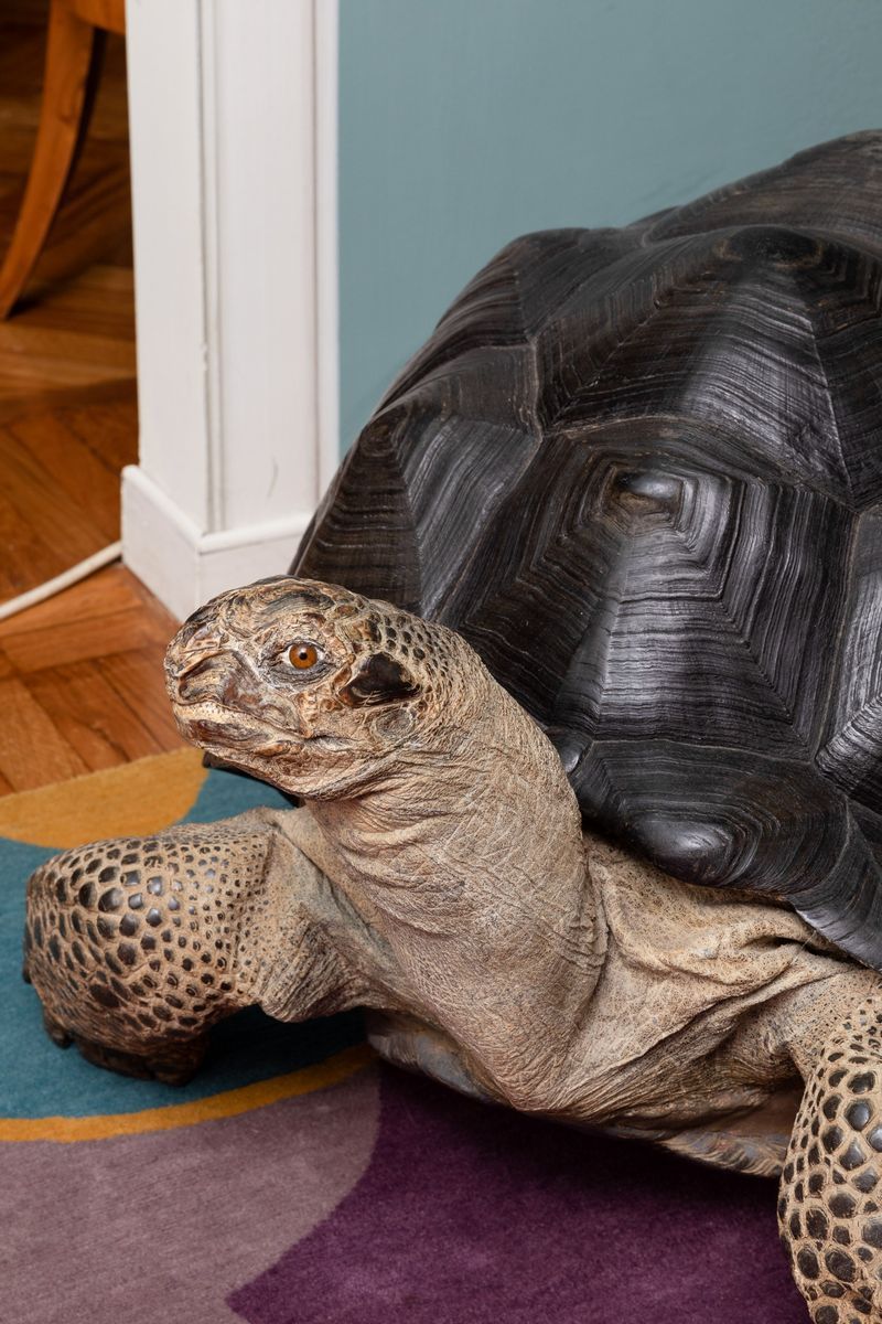 Tartaruga Gigante delle Seychelles, Tassidermia di Aldabrachelys Gigantea