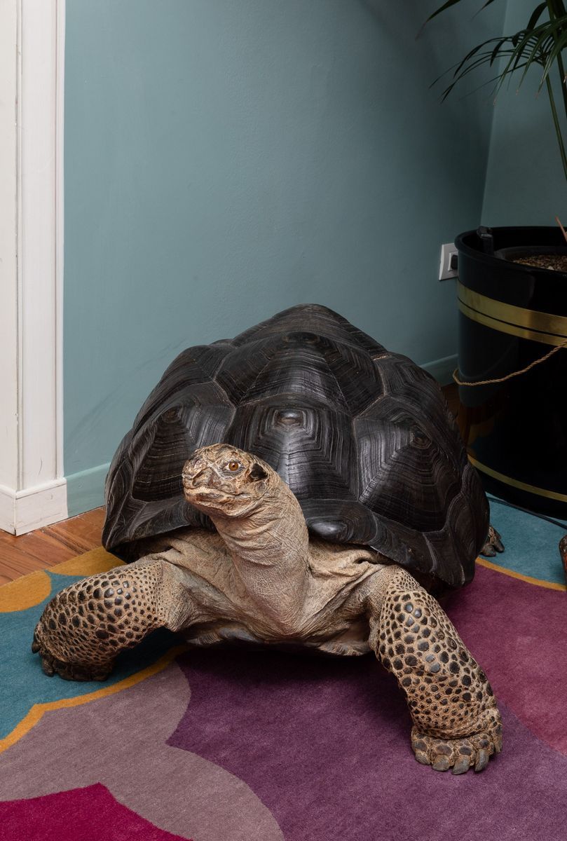 Tartaruga Gigante delle Seychelles, Tassidermia di Aldabrachelys Gigantea