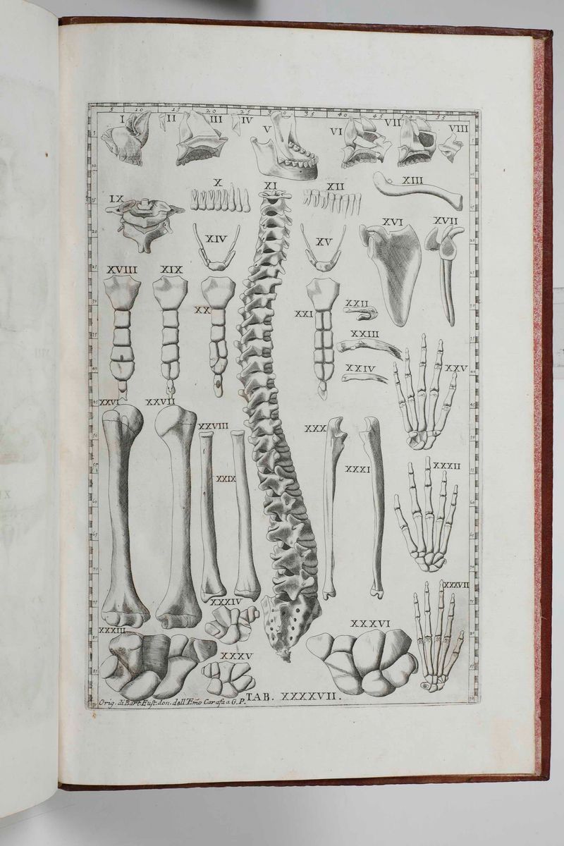 Gaetano Petrioli - Riflessioni Anatomiche sulle Note di Monsignor Gio Maria Lancisi Fatte Sopra l...
