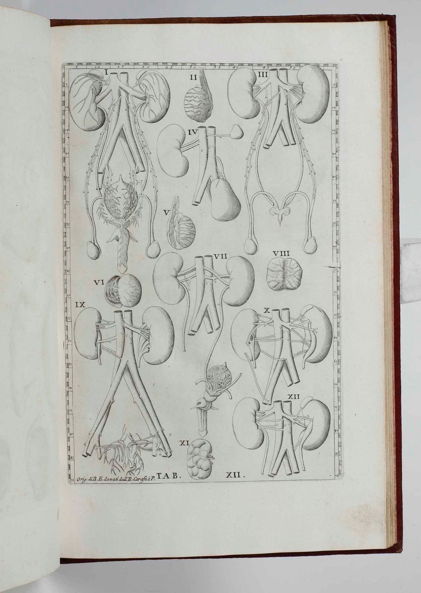 Gaetano Petrioli - Riflessioni Anatomiche sulle Note di Monsignor Gio Maria Lancisi Fatte Sopra l...