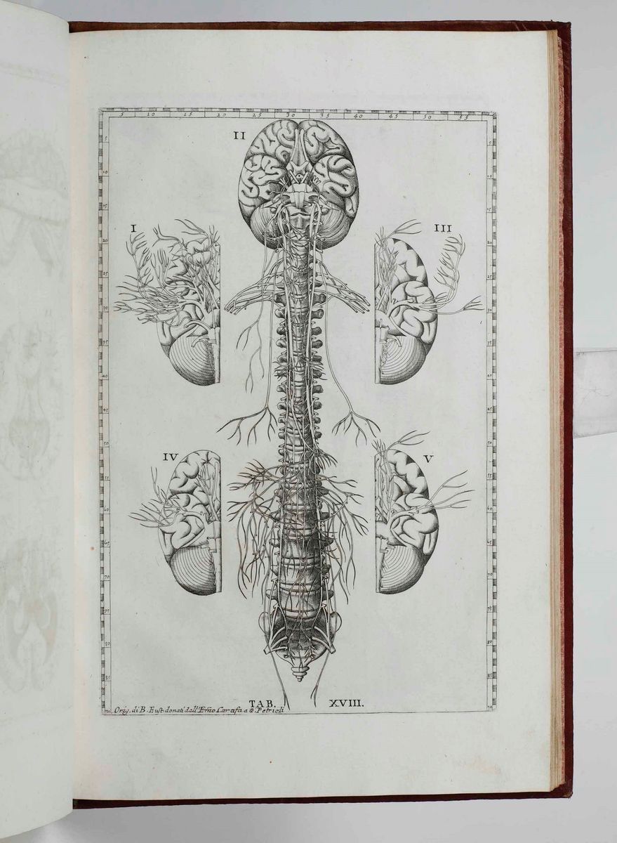 Gaetano Petrioli - Riflessioni Anatomiche sulle Note di Monsignor Gio Maria Lancisi Fatte Sopra l...