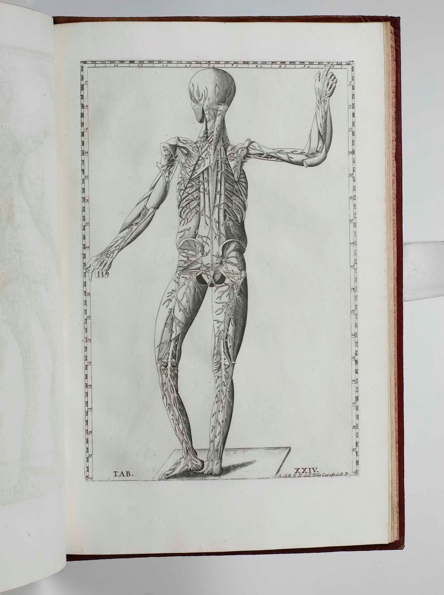 Gaetano Petrioli - Riflessioni Anatomiche sulle Note di Monsignor Gio Maria Lancisi Fatte Sopra l...