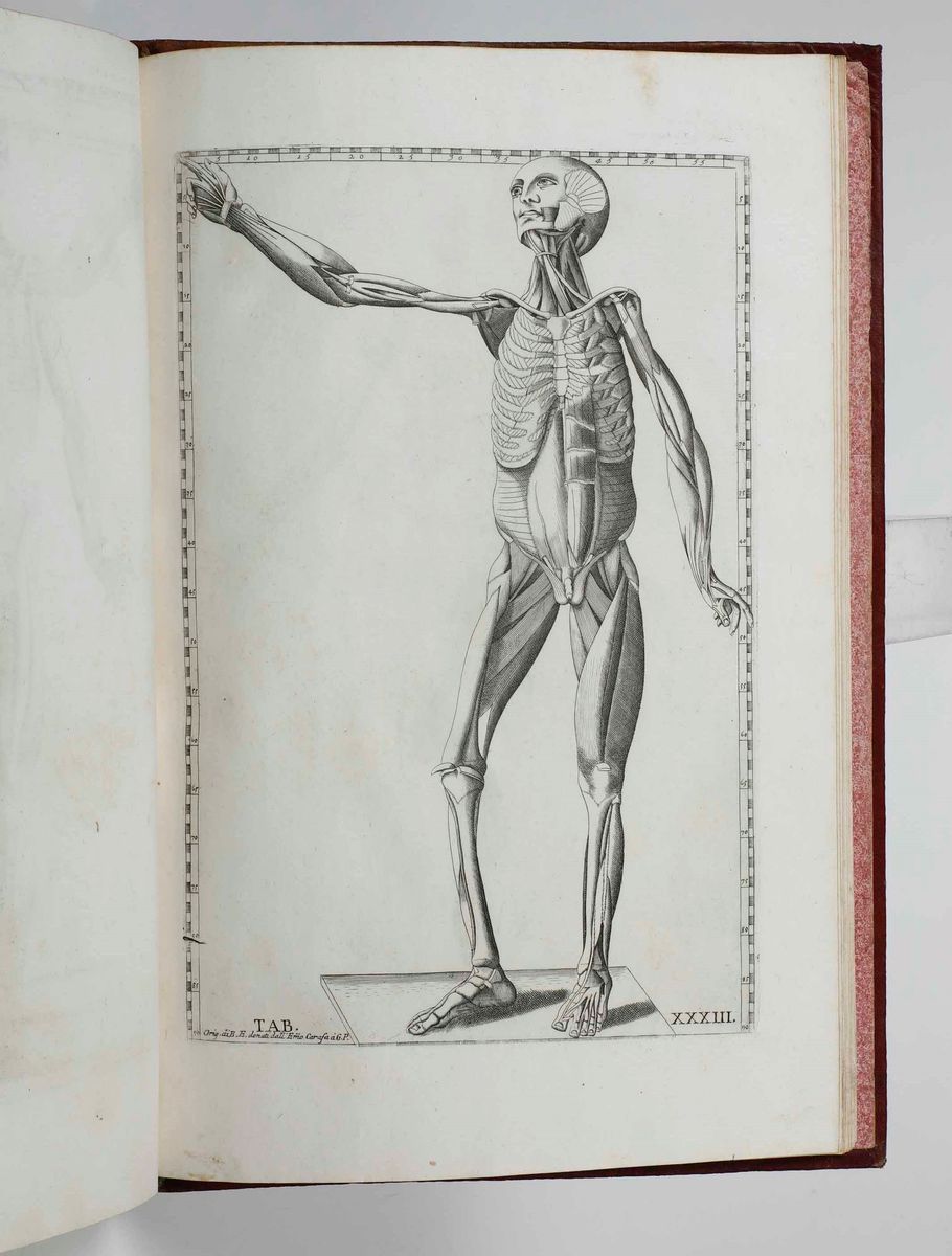 Gaetano Petrioli - Riflessioni Anatomiche sulle Note di Monsignor Gio Maria Lancisi Fatte Sopra l...