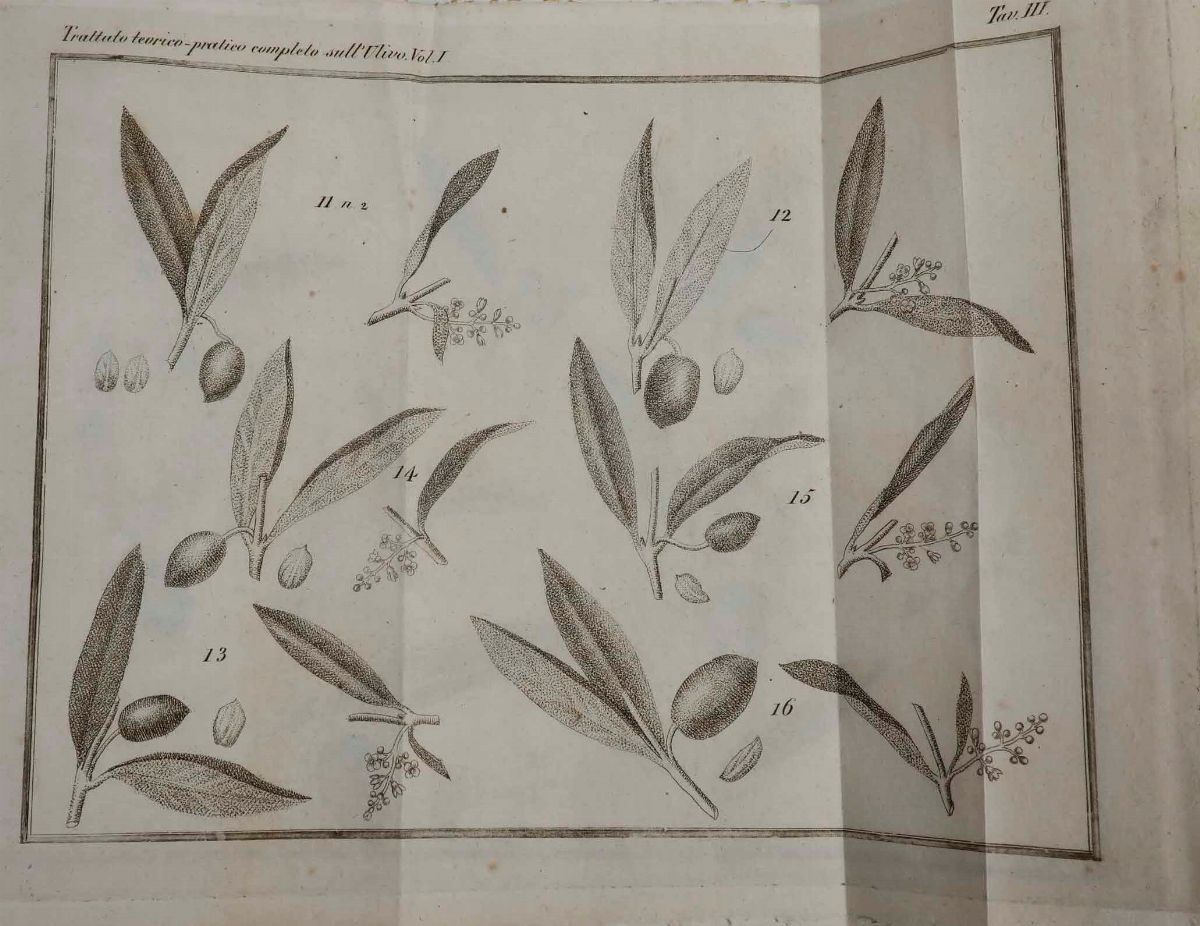 Giuseppe Tavanti - Trattato Teorico - Pratico Completo Sull’ulivo...firenze, Piatti, 1819. Tomi i...