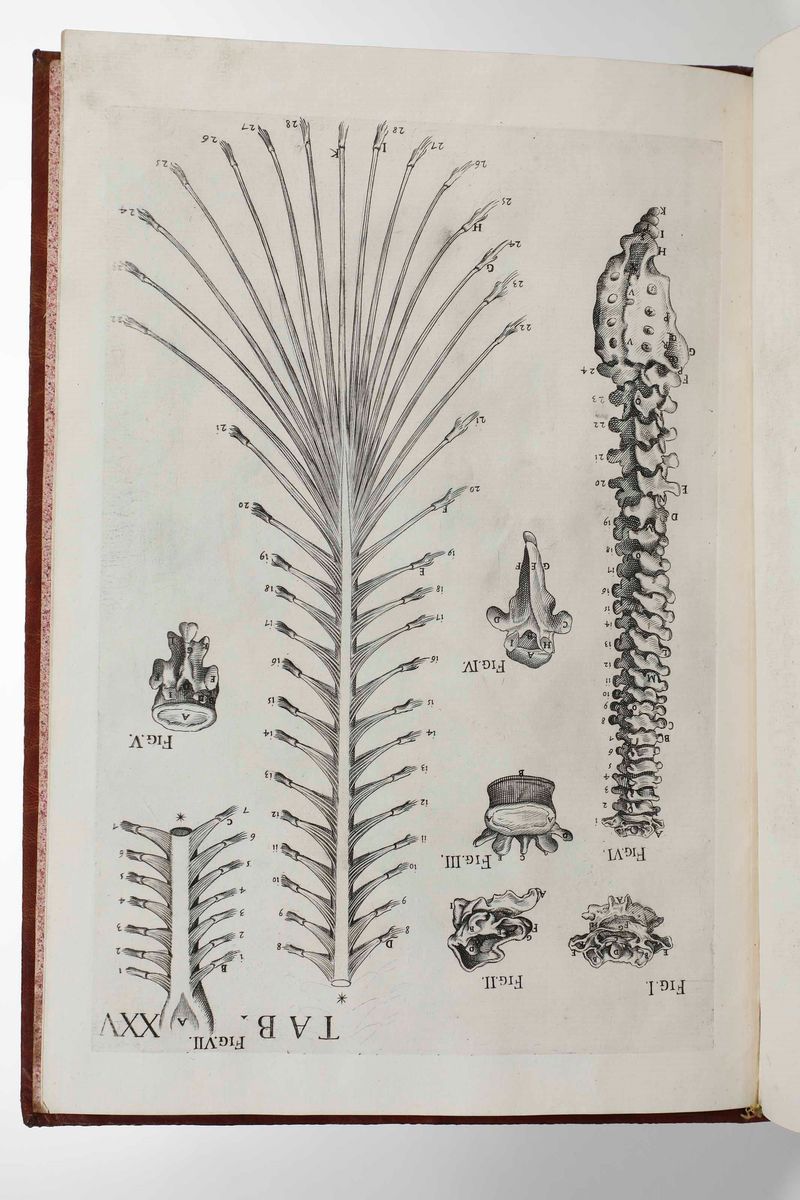 Gaetano Petrioli - Petro Berrettino Cortonensi - Tabulae Anatomicae a Celeberrimo Pictore Petro B...