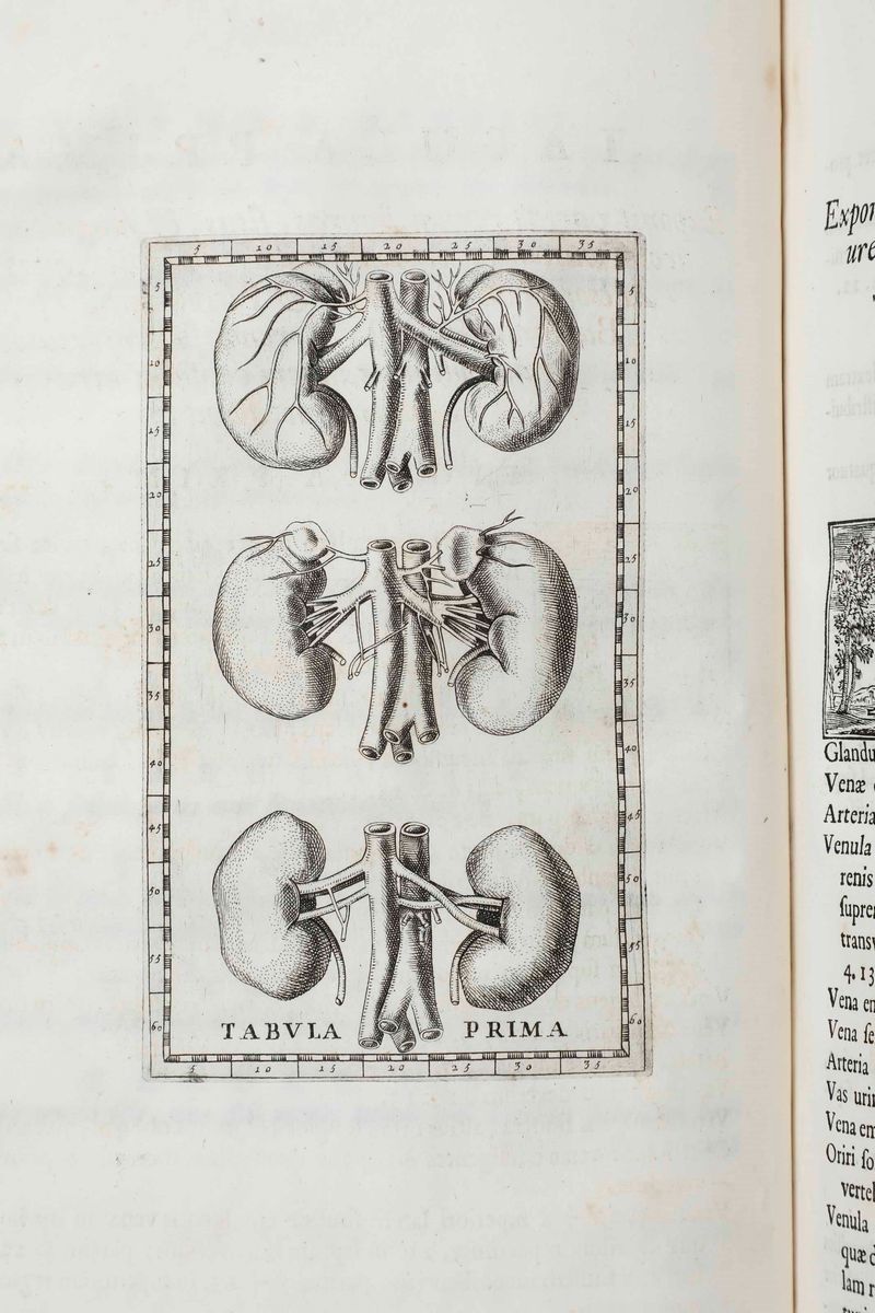 Bartolomeo Eustacchio Tabulæ Anatomicæ Clarissimi Viri... Ex Officina Typographyca Francisci Gonz...