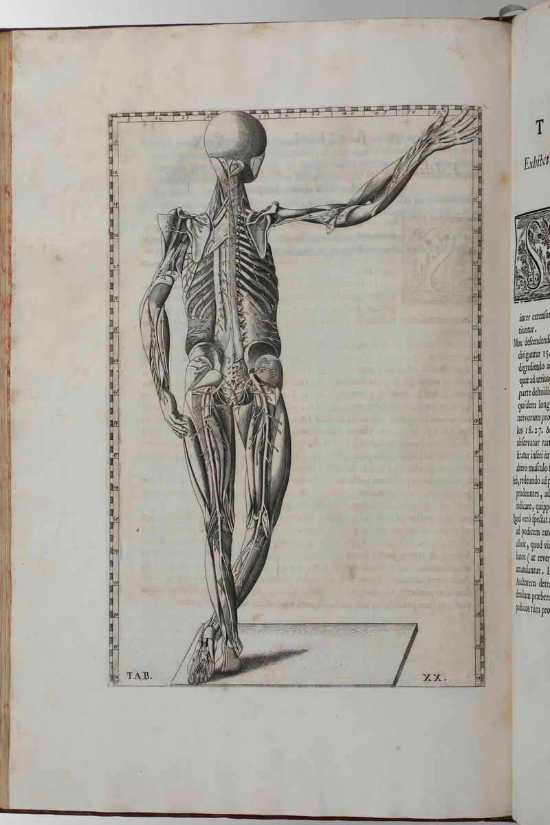 Bartolomeo Eustacchio Tabulæ Anatomicæ Clarissimi Viri... Ex Officina Typographyca Francisci Gonz...