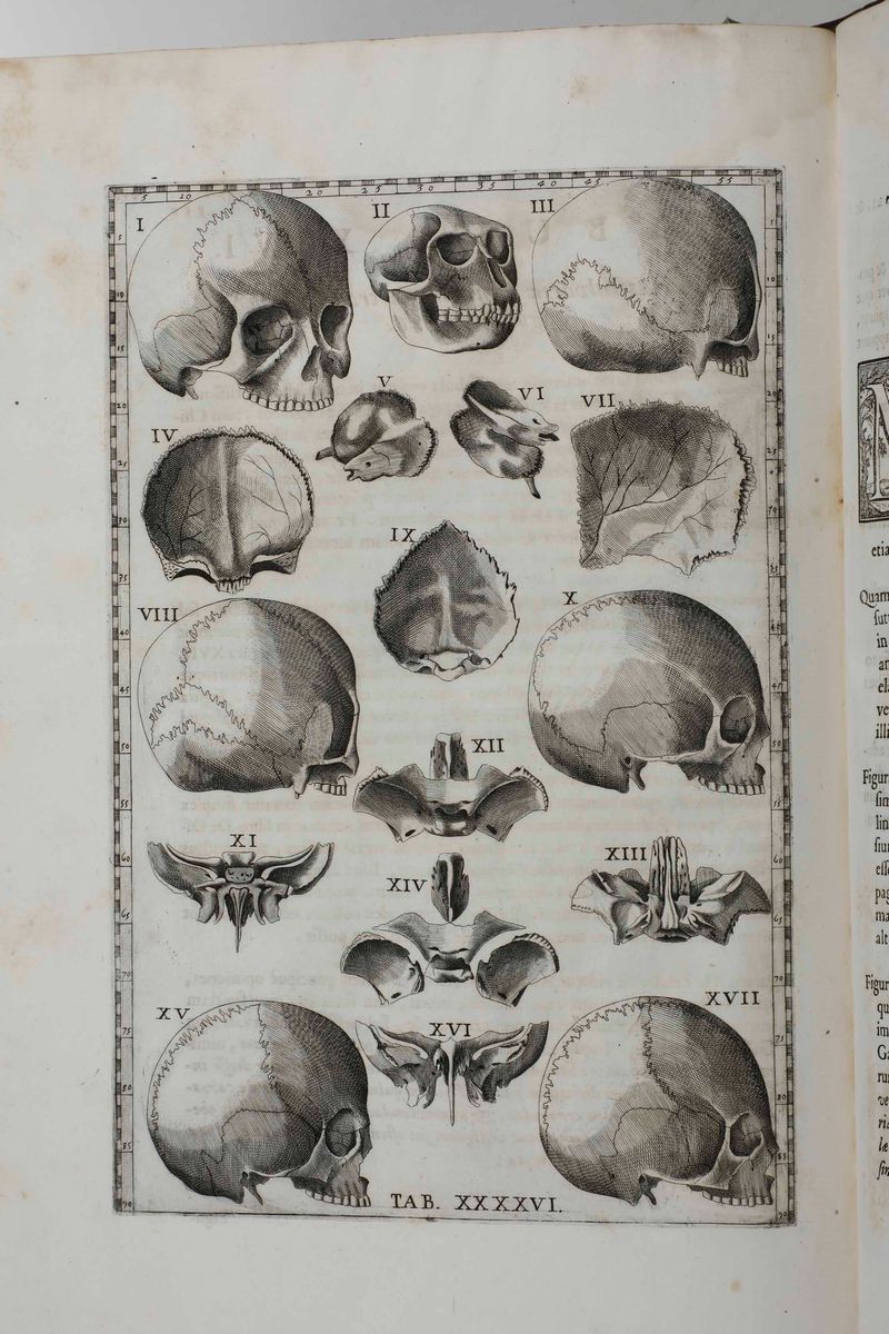 Bartolomeo Eustacchio Tabulæ Anatomicæ Clarissimi Viri... Ex Officina Typographyca Francisci Gonz...