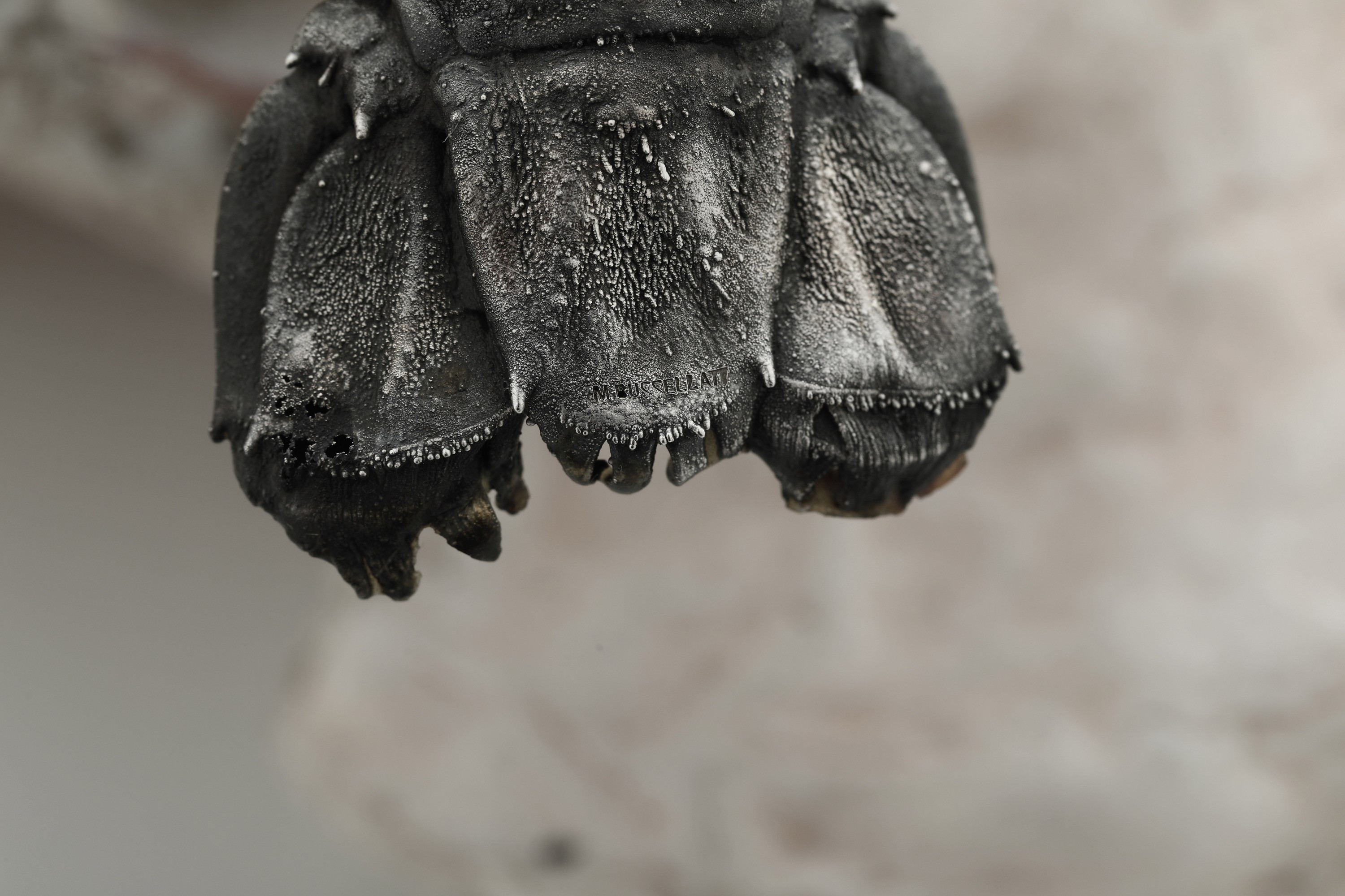Maison Mario Buccellati, Conchiglia con crostaceo, argento su conchiglia, Italia XX-XXI secolo