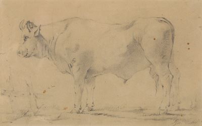 Aritsta Toscano del XIX-XX Secolo Mucca