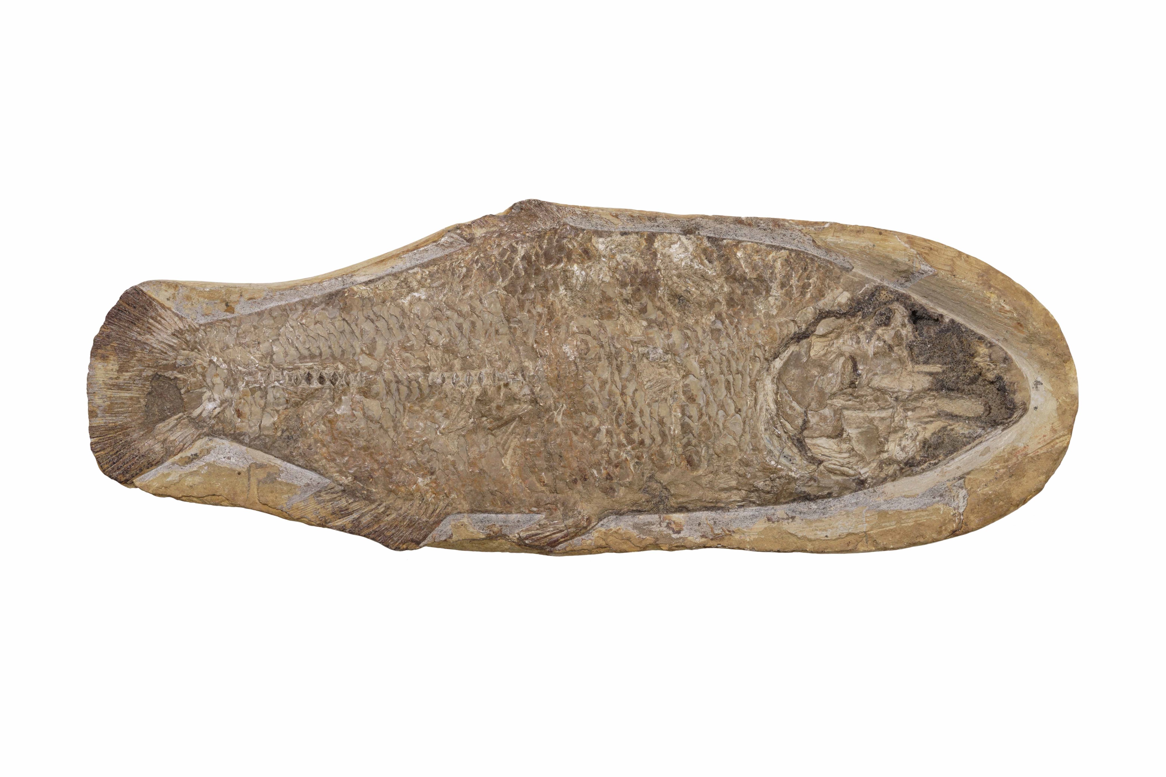 Pesce fossile, reperto paleontologico