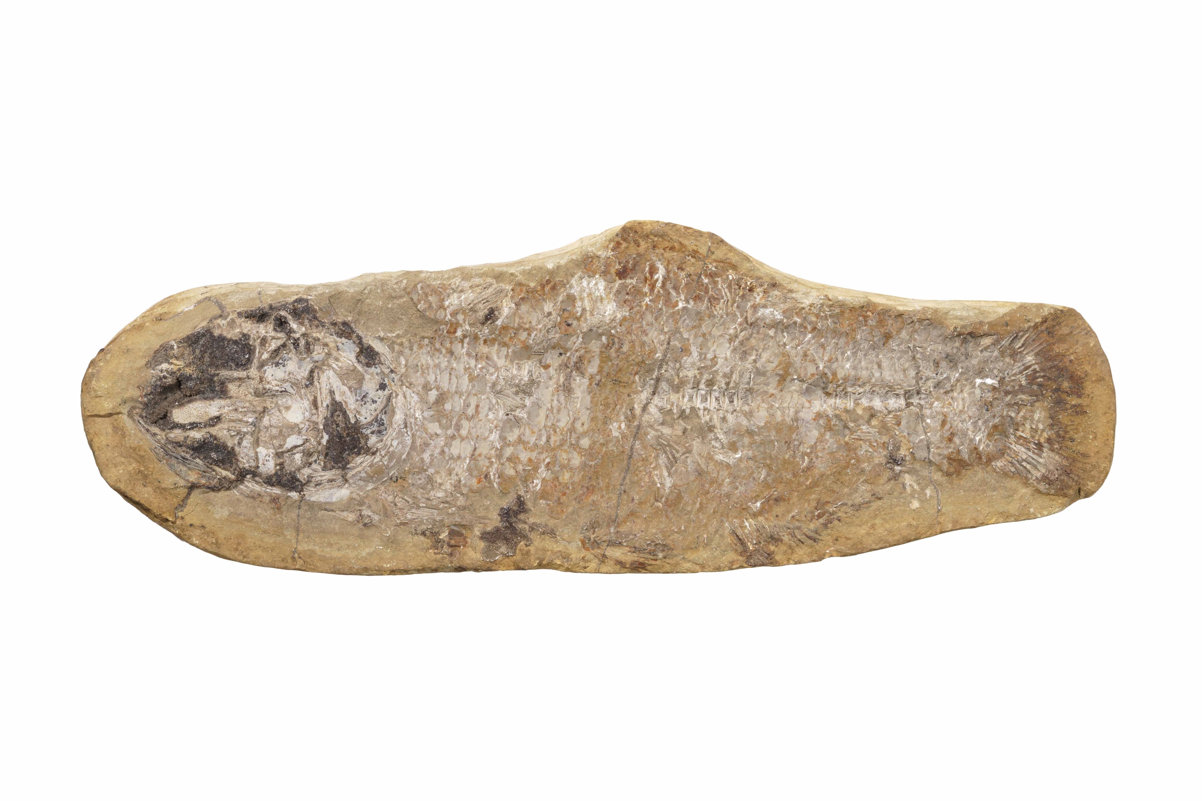 Pesce fossile, reperto paleontologico
