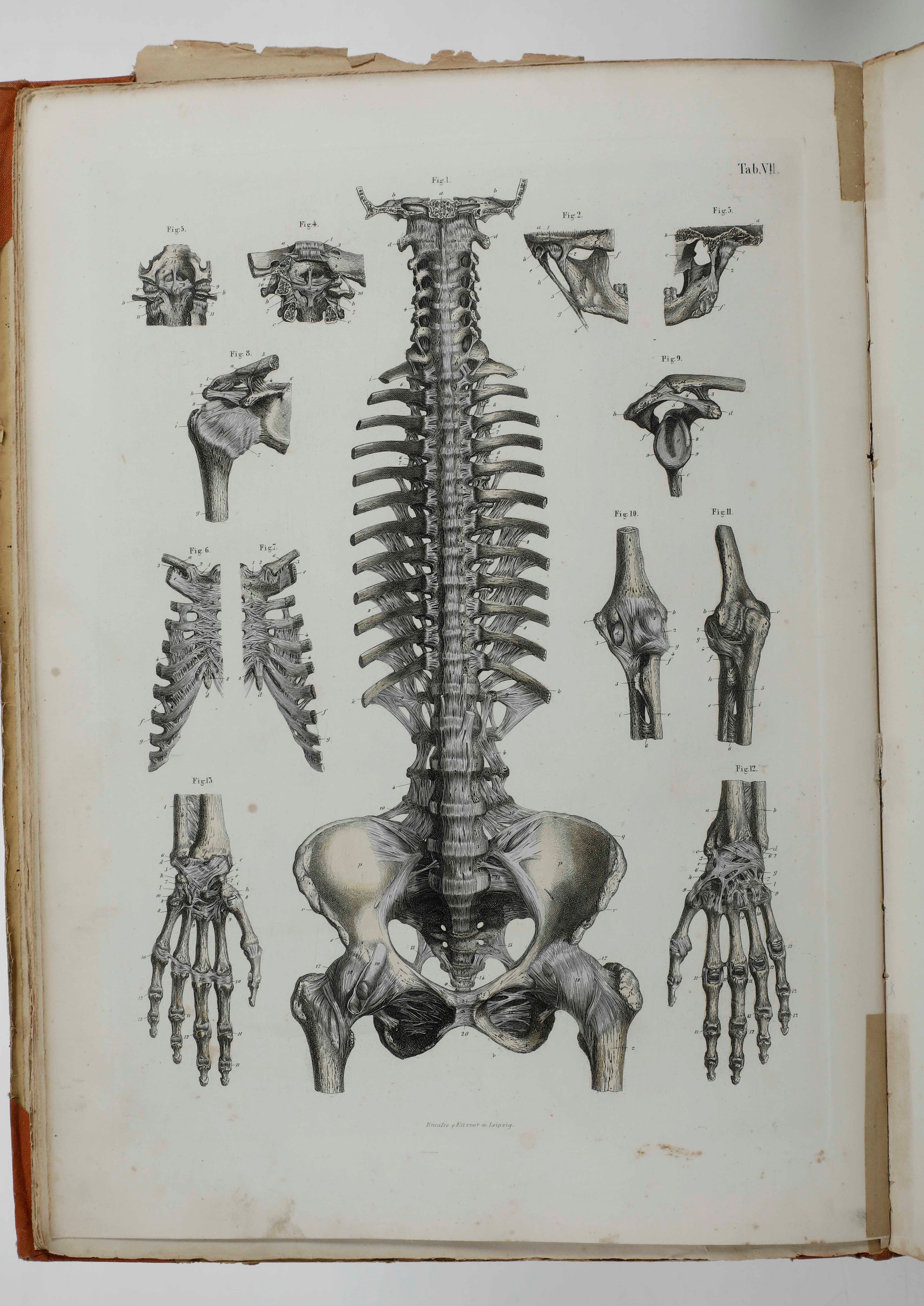 C.e. Bock Atlanti di Anatomia Dell'uomo. Traduzione Italiana Autorizzata sulla Sesta Edizione Ori...