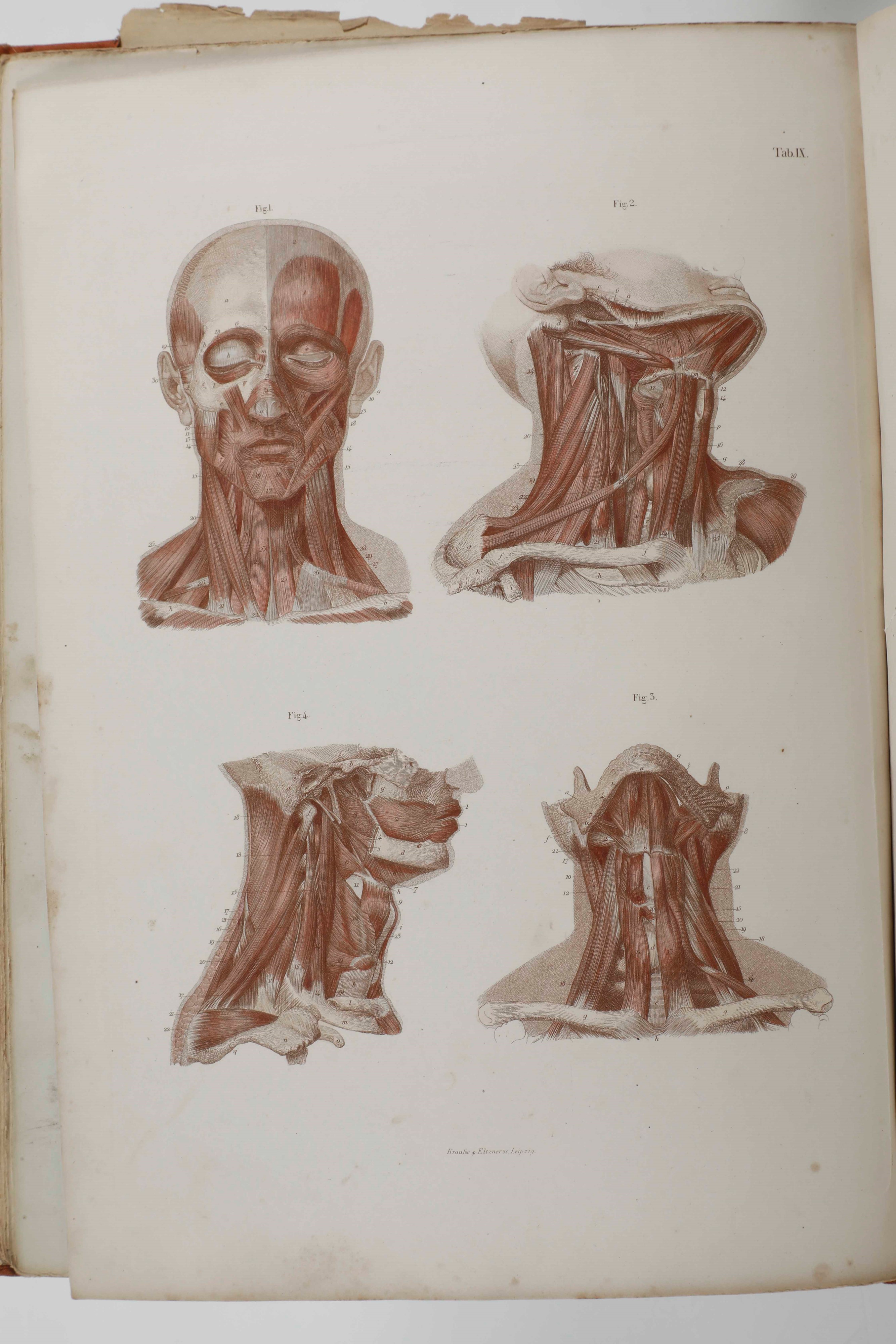 C.e. Bock Atlanti di Anatomia Dell'uomo. Traduzione Italiana Autorizzata sulla Sesta Edizione Ori...