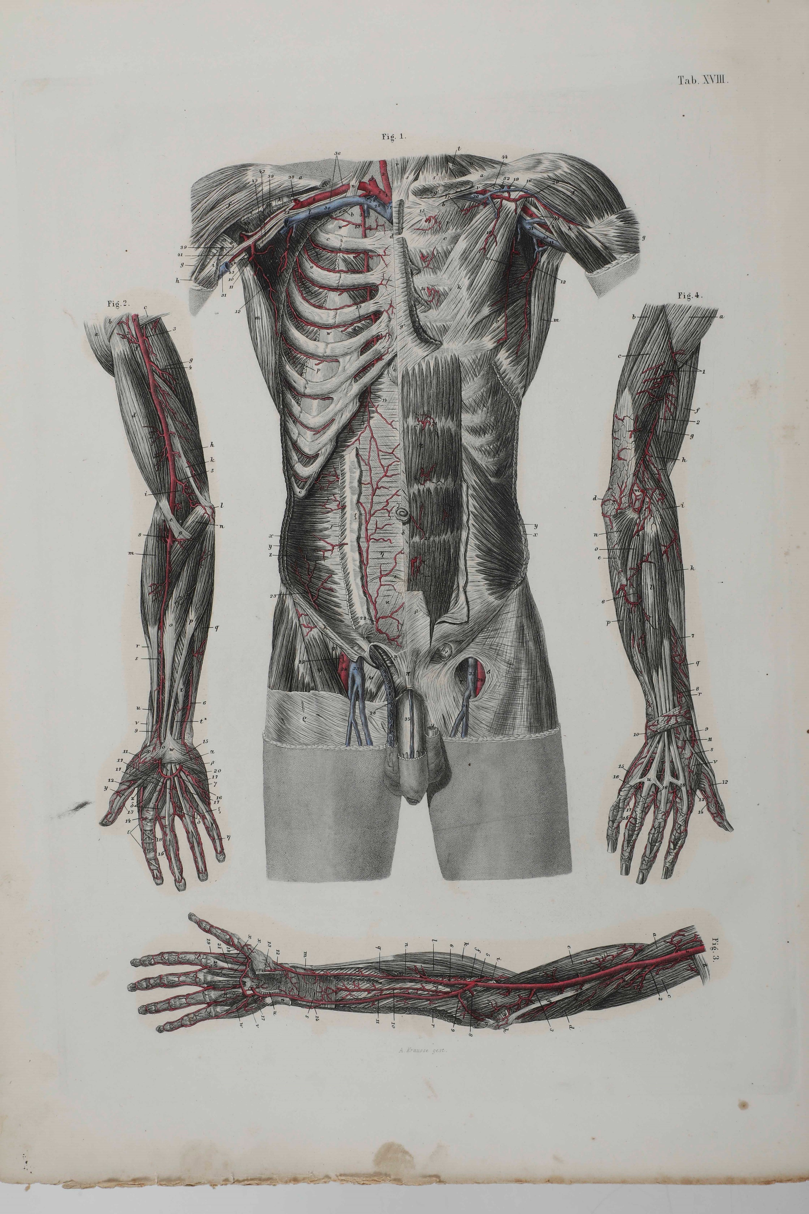 C.e. Bock Atlanti di Anatomia Dell'uomo. Traduzione Italiana Autorizzata sulla Sesta Edizione Ori...