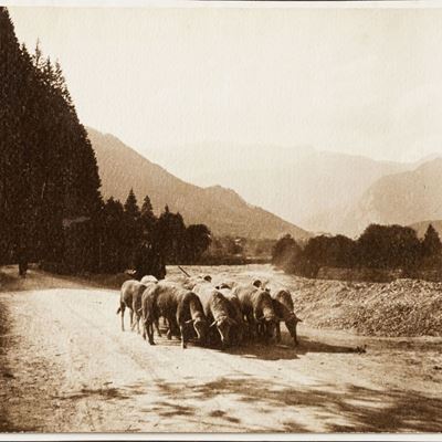 Senza Titolo (scena di Pascolo Alpino)