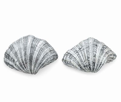 Due Conchiglie Rivestite in Argento. Argenteria Artistica del XX-XXI Secolo