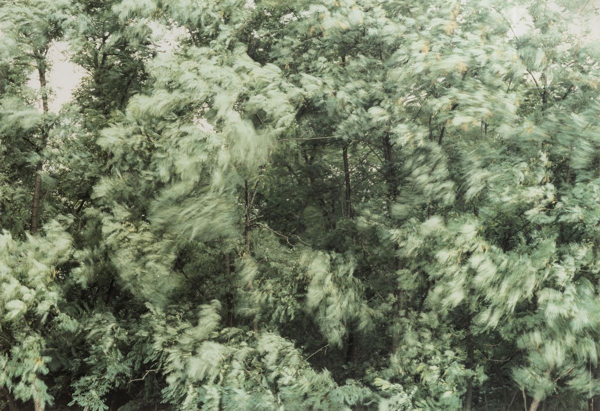 Paola De Pietri - Alberi con Vento