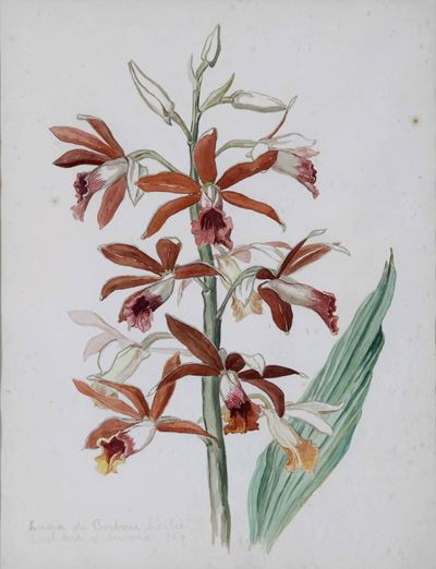 Stampa con Fiori, Iscritto in Basso a Sinistra Lucia di Borbone Sicilia, Duchessa di Ancona 1954