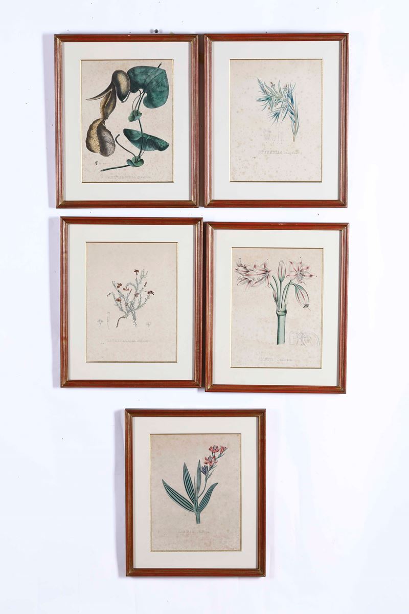 Lotto di cinque stampe con fiori  - Auction Antique - Cambi Casa d'Aste