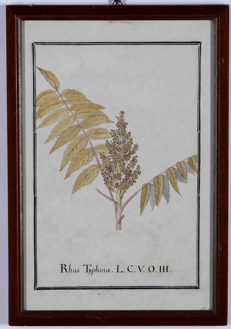 Stampa raffiguranta Rhus Typhina, XIX secolo  - Auction Antique - Cambi Casa d'Aste