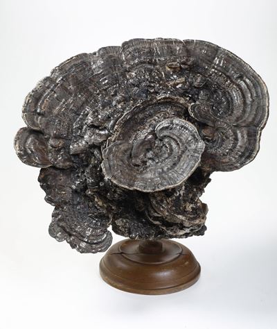 Fossile Fungo Ganoderma Lucidum con Base